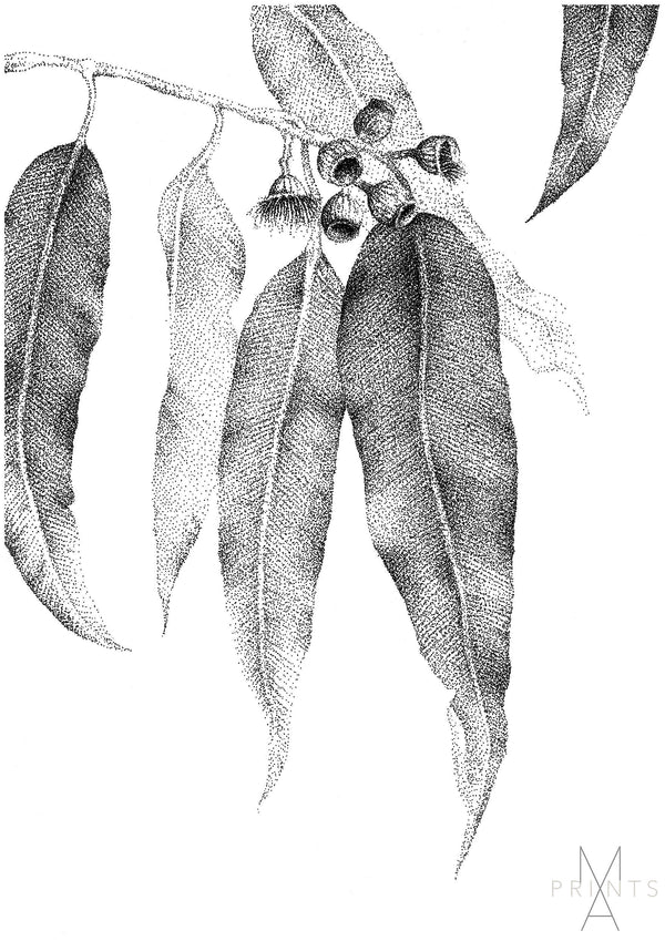 Eucalyptus Leaves I